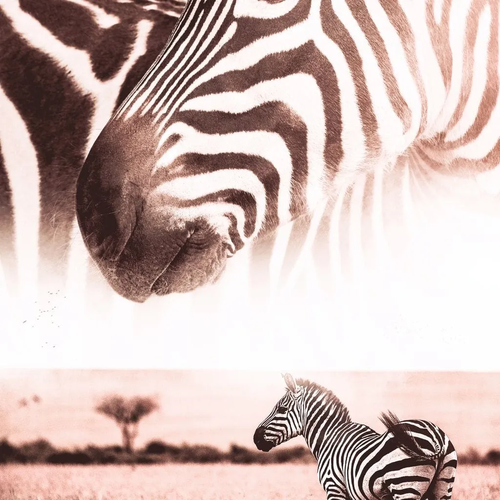 African Wild Zebra - Gen Z