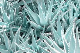 Aloe Vera Macro