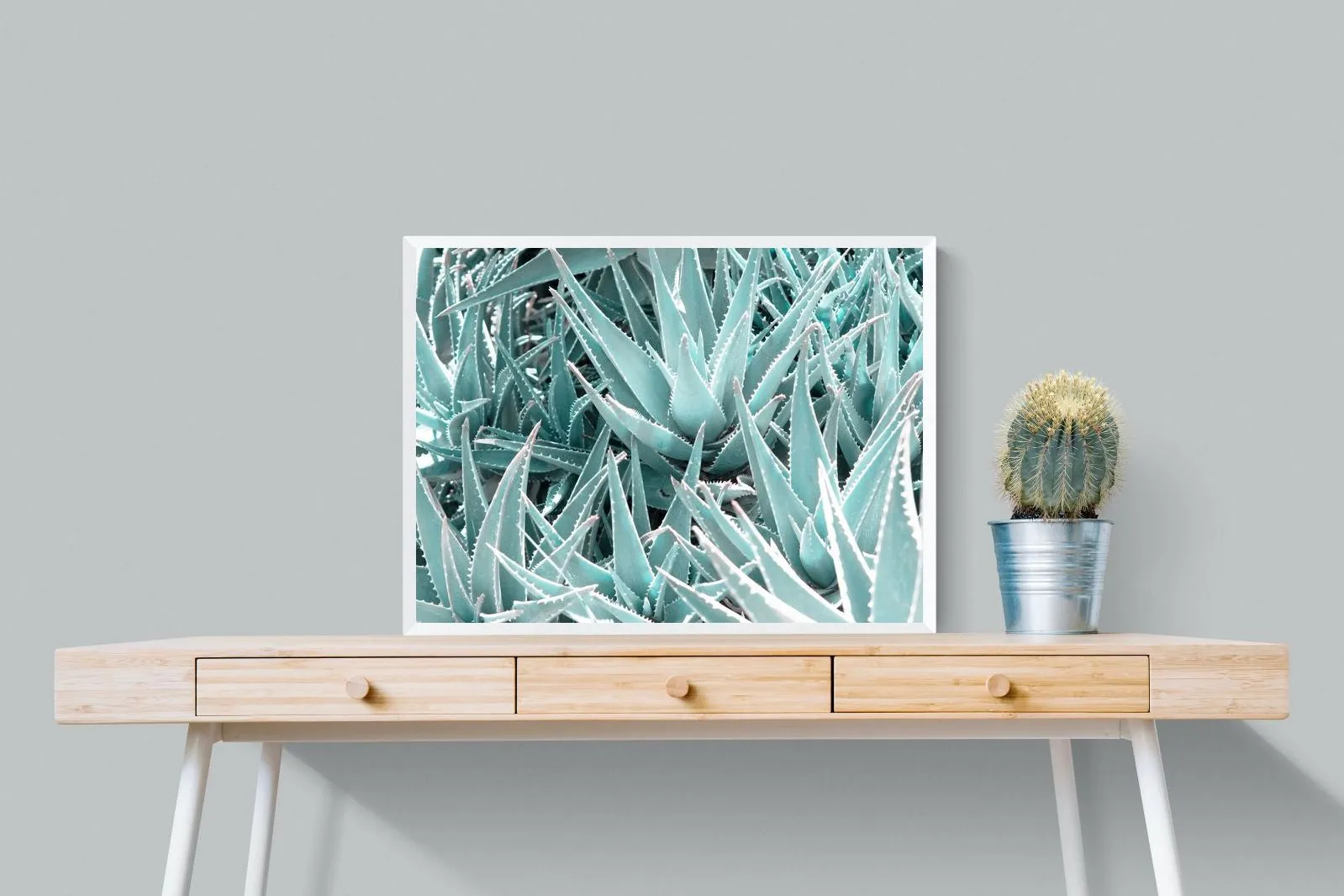Aloe Vera Macro