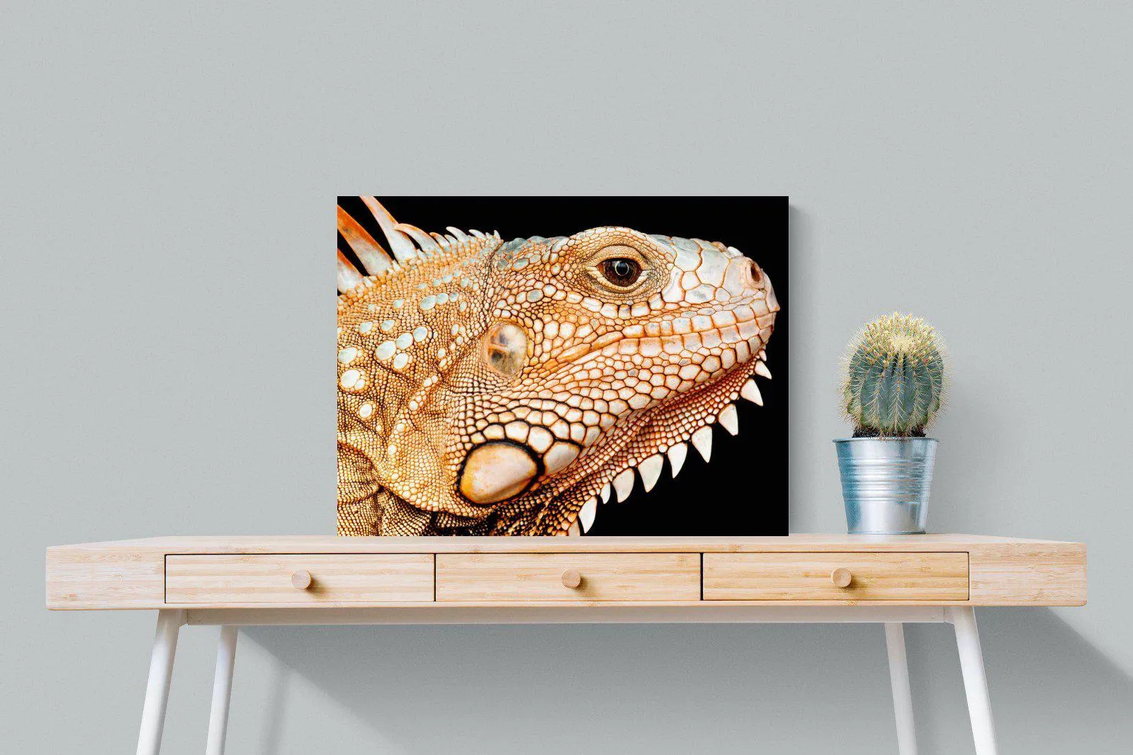 Bearded Dragon