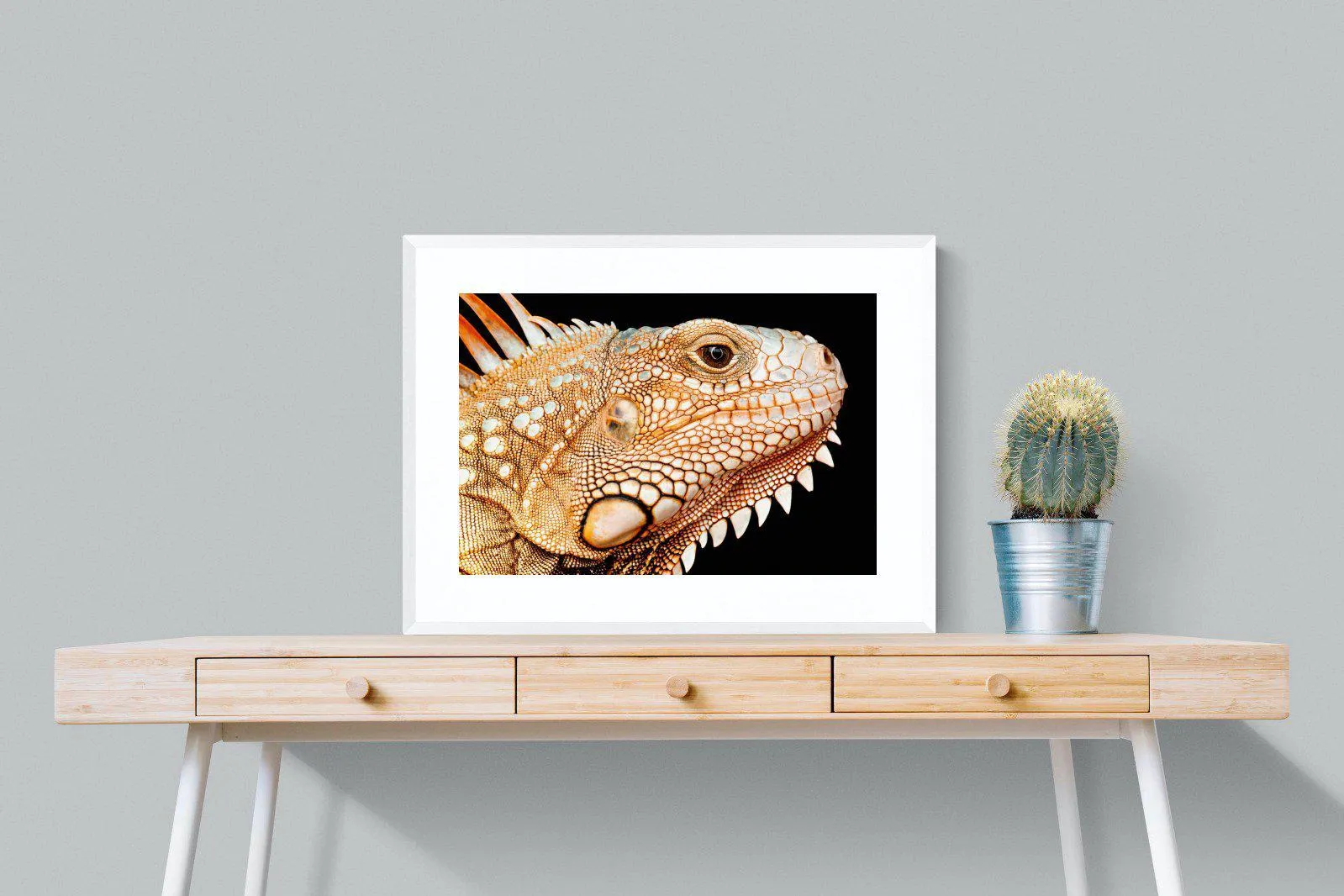 Bearded Dragon