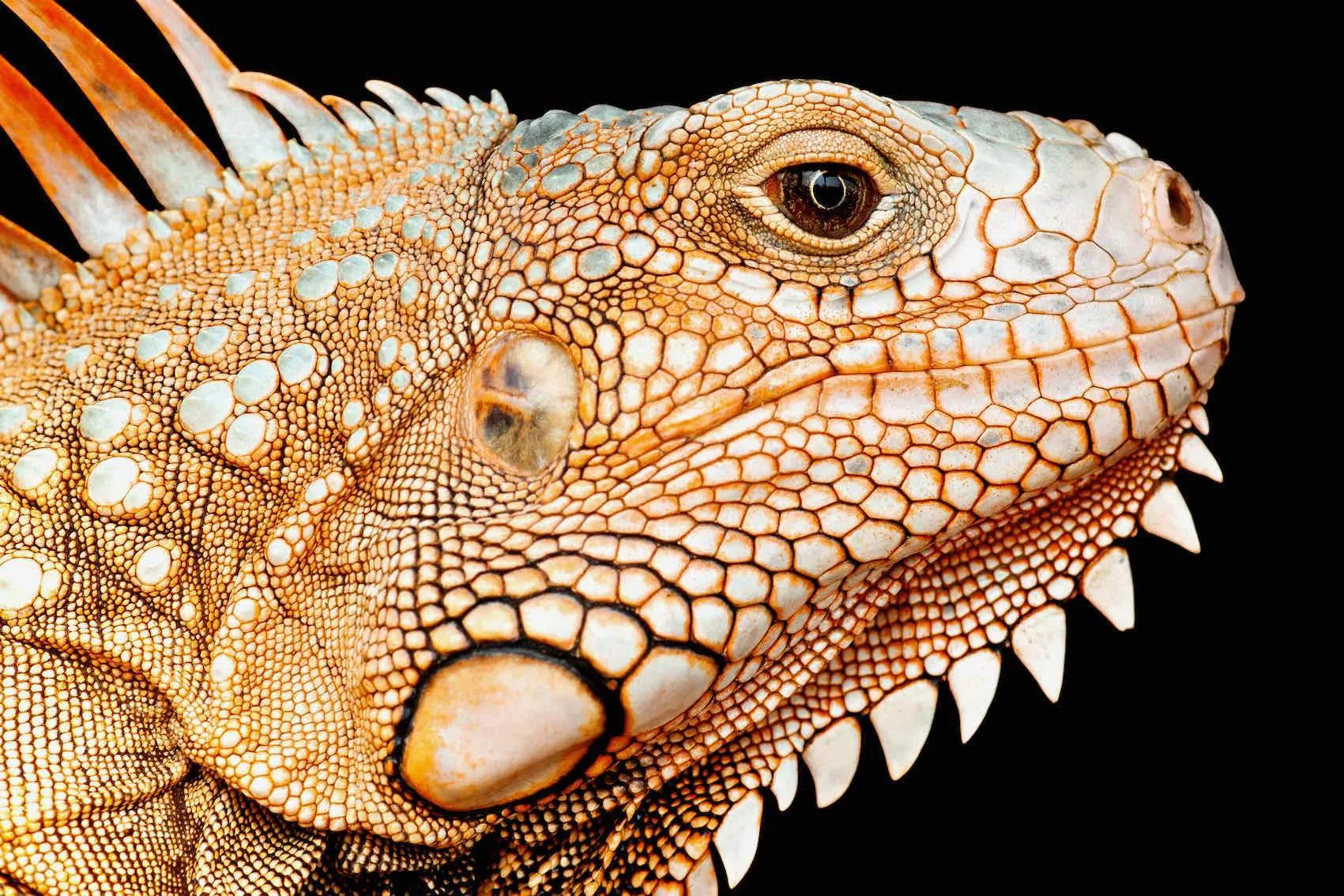 Bearded Dragon