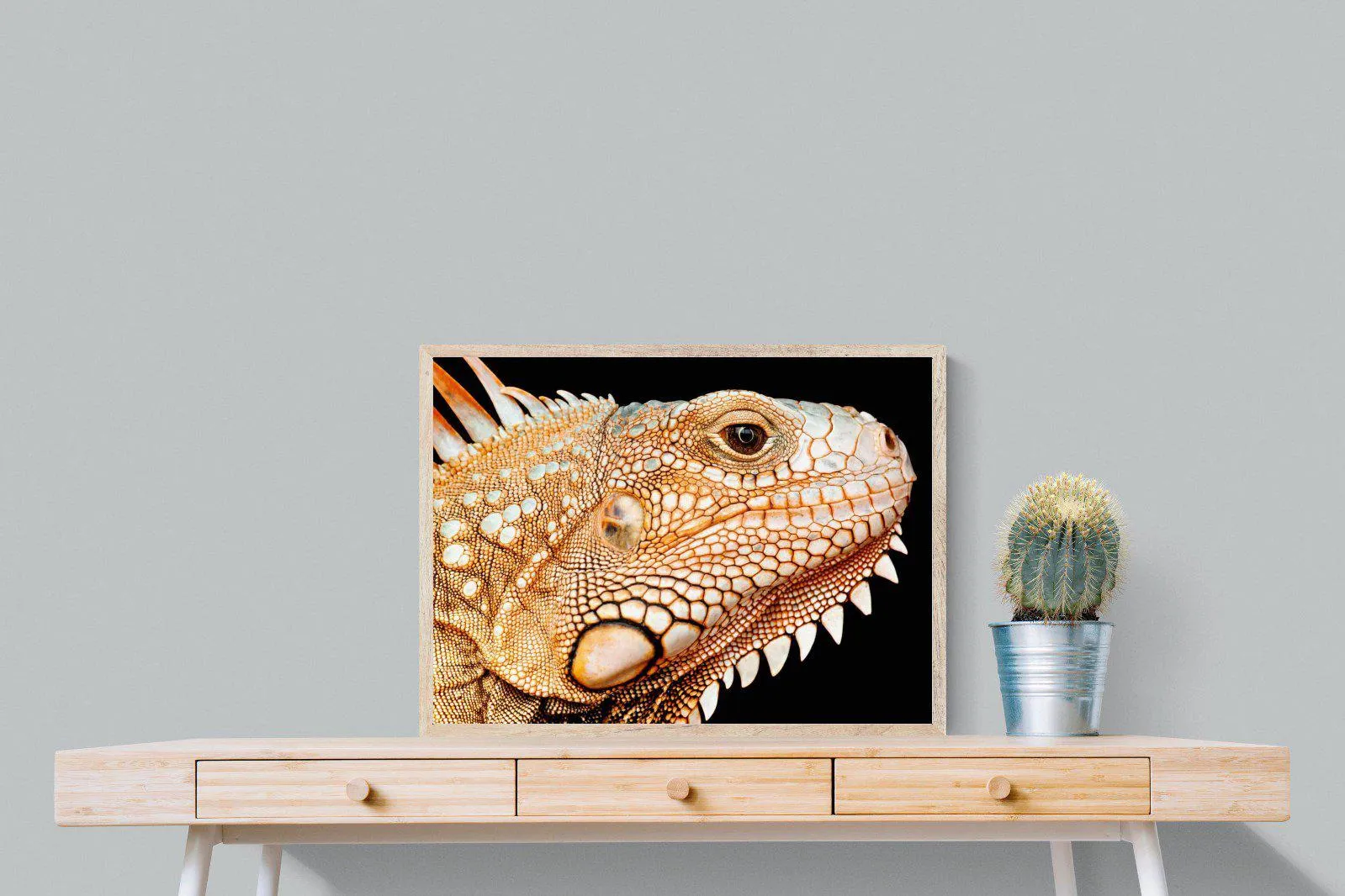 Bearded Dragon