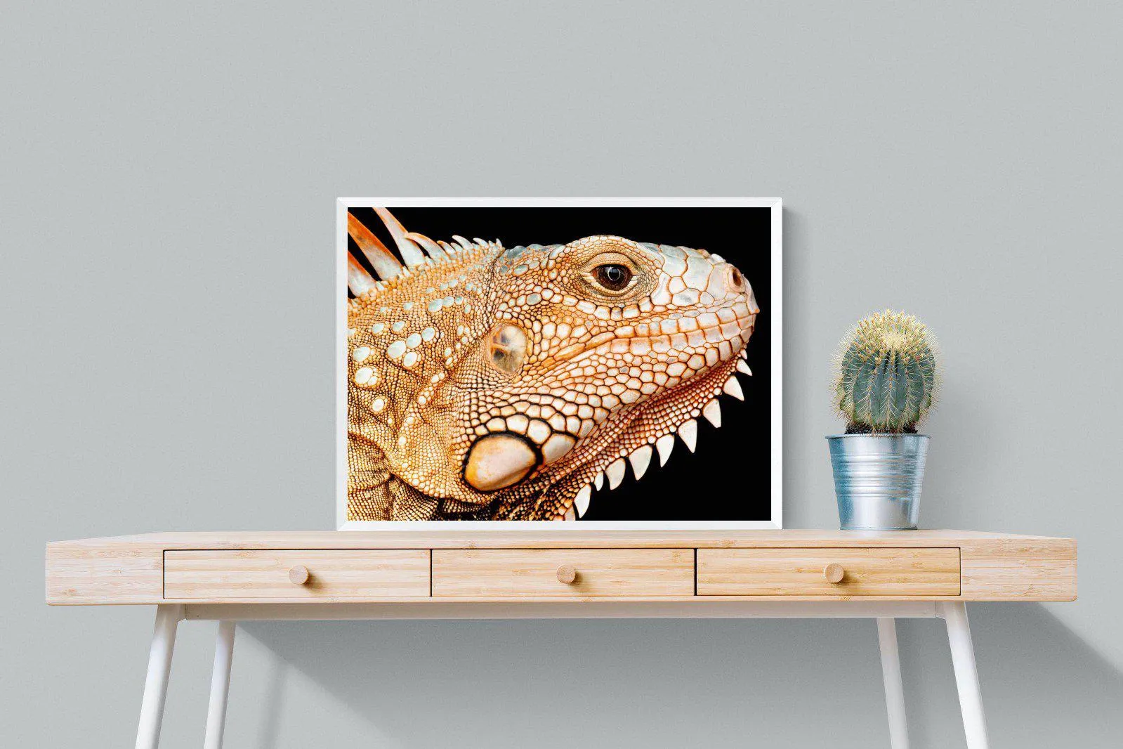 Bearded Dragon