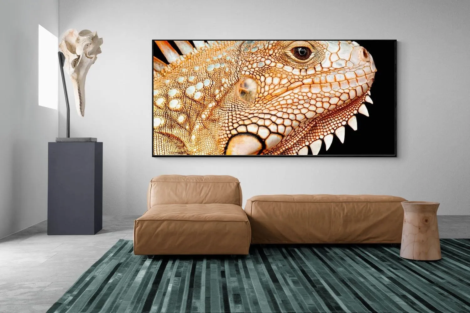 Bearded Dragon