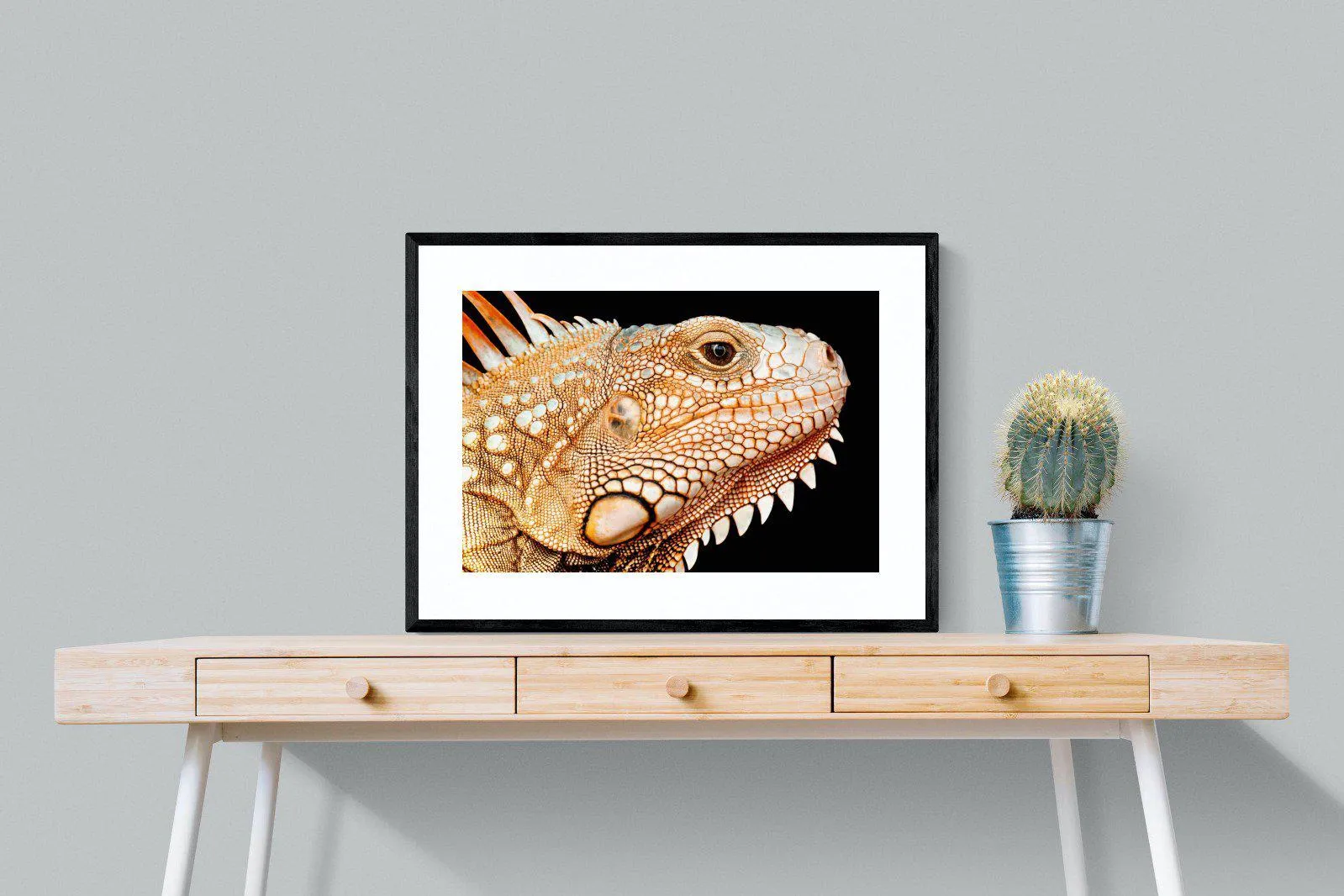 Bearded Dragon