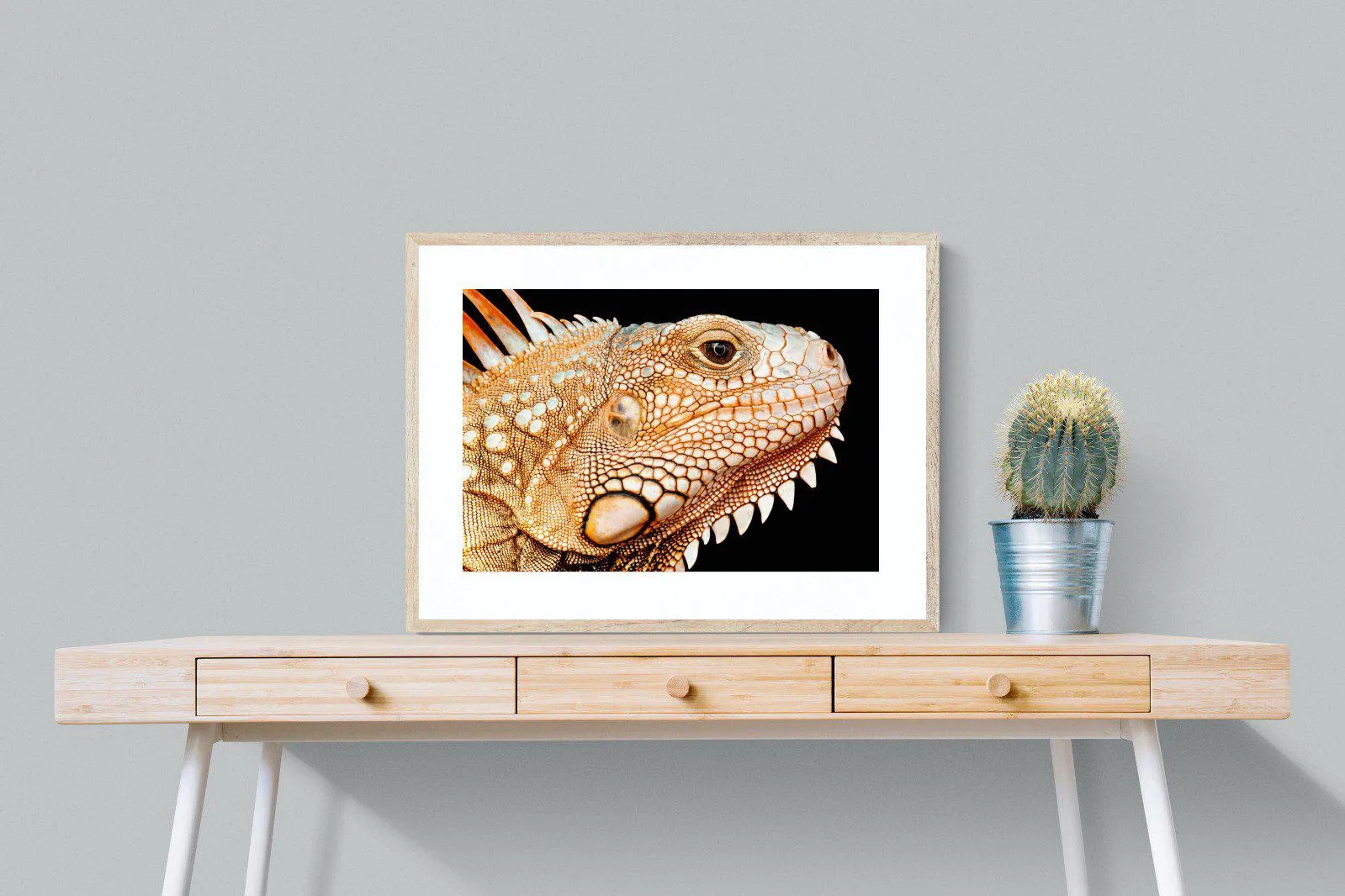 Bearded Dragon