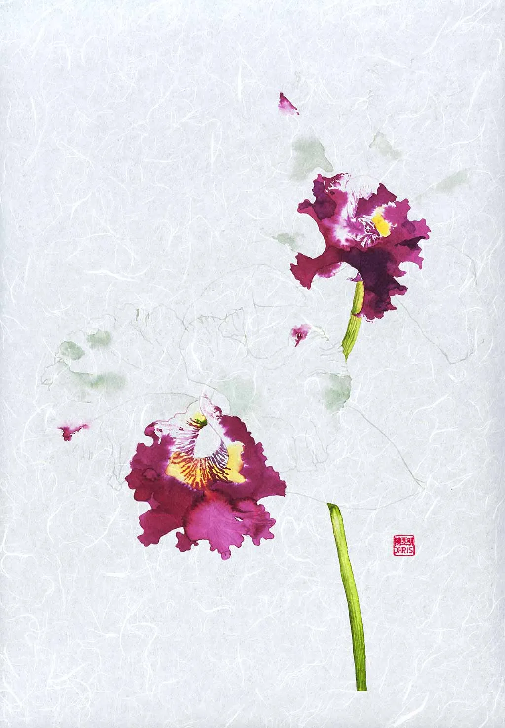 Cattleya Blc. Memtiang-Lim Orchid