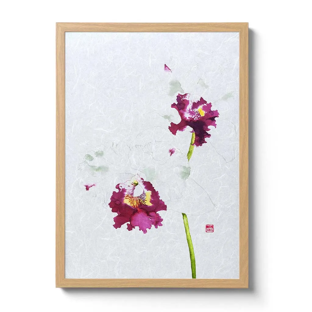 Cattleya Blc. Memtiang-Lim Orchid