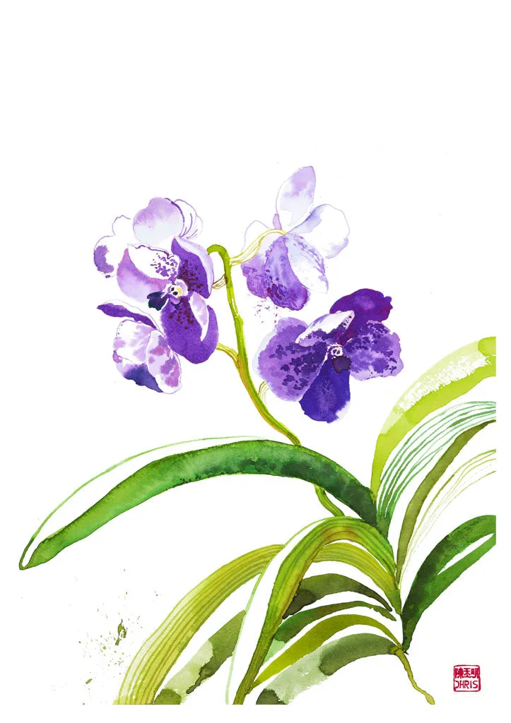 Vanda Sansai Orchid
