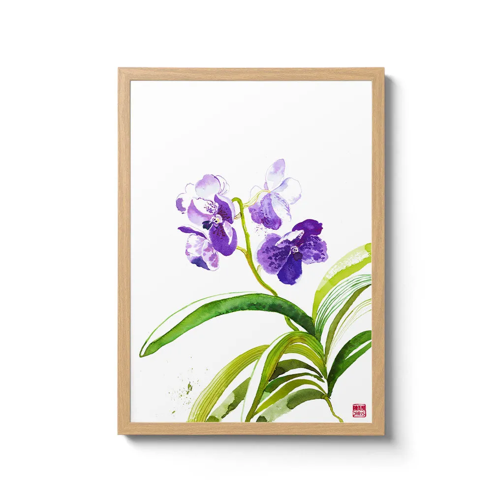 Vanda Sansai Orchid